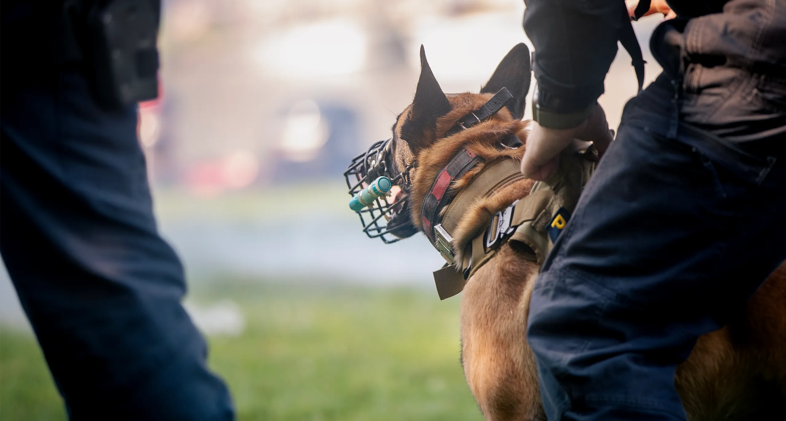 SVS Protection -Services - K9